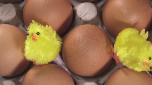 Speelgoed kippen zitten tussen eieren — Stockvideo