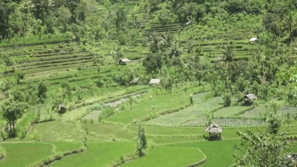 Aero θέα στις καλλιέργειες ρυζιού του βουνού και το σπίτι των αγροτών. Μπαλί, Ινδονησία — Αρχείο Βίντεο