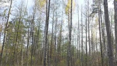 Su, yavaş hareket ile bir vazoda kırmızı gül yavaş yavaş düşmek