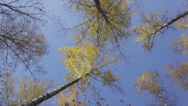 Rote Rosen fallen langsam in eine Vase mit Wasser, Zeitlupe — Stockvideo