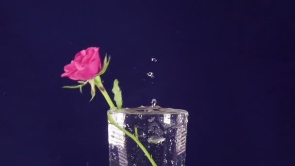 Rose rosse cadono lentamente in un vaso con acqua, al rallentatore — Video Stock