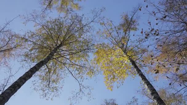 Vyn botten på björkar med gula blad i höst trä mot bakgrund av den blå himlen — Stockvideo