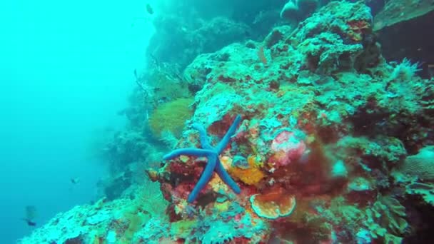 Underwater sea landscape, blue starfish — Stock Video