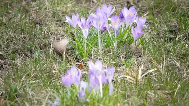 Tidigt på våren, crocus blommor mot bakgrund av ett sista år gräs — Stockvideo