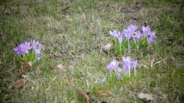 Erken Bahar, Çiğdem çiçekleri geçen yıl çim arka planı