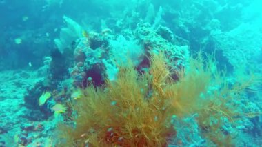 tropikal deniz, Balık ve mercan farklı renk sualtı manzara