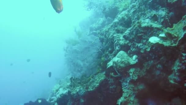 Paesaggio subacqueo del mare tropicale, pesci e coralli di colore diverso — Video Stock