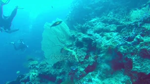 Tropikal deniz, Balık ve mercan farklı renk sualtı manzara — Stok video