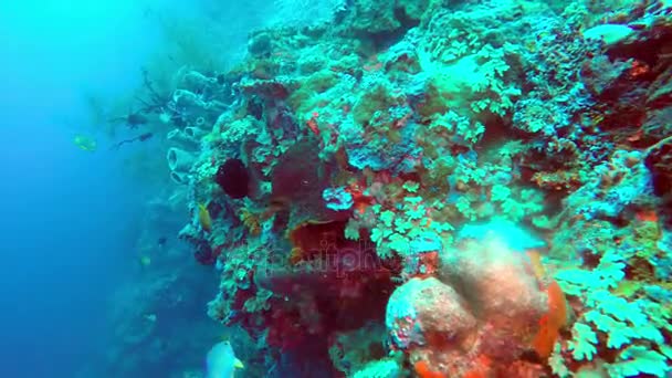 Подводный пейзаж тропического моря, рыб и кораллов разного цвета — стоковое видео