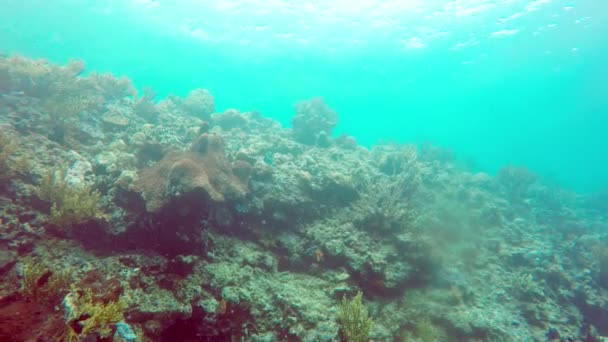 Υποβρύχιο τοπίο με την τροπική θάλασσα, ψάρια και τα κοράλλια διαφορετικού χρώματος — Αρχείο Βίντεο