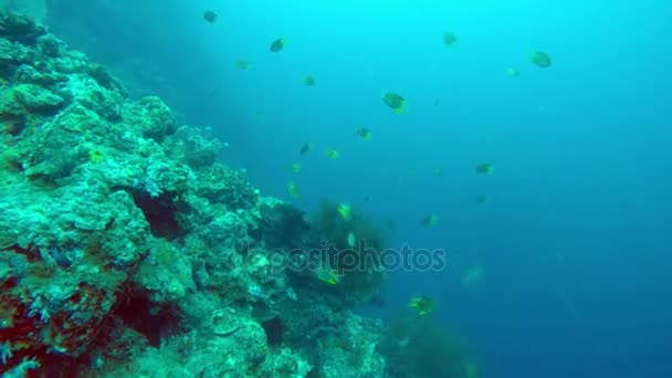 Paesaggio subacqueo del mare tropicale, pesci e coralli di colore diverso — Video Stock