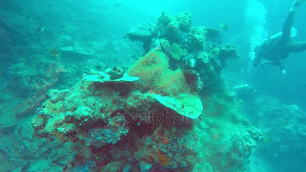 Underwater landscape of the tropical sea, fish and corals of different color — Stock Video