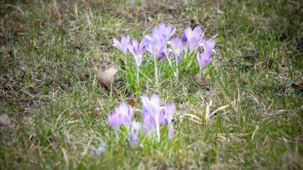 Tidigt på våren, crocus blommor mot bakgrund av ett sista år gräs — Stockvideo