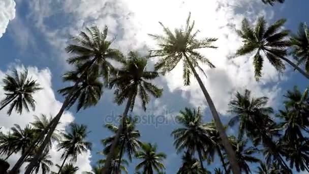 Проміжок часу. Вид знизу на пальми на тлі блакитної сонячної небо з рухомими білими хмарами — стокове відео