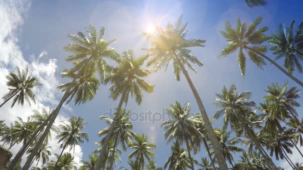 Die Ansicht von unten auf Palmen vor dem Hintergrund blauer Sonnenstrahlen der Himmel mit bewegten weißen Wolken — Stockvideo