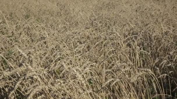 바람 화창한 날에 분야에 있는 밀의 귀에 익은 스윙 — 비디오
