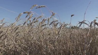 Rüzgar olgun kulakları buğday alanında güneşli bir günde salıncaklar