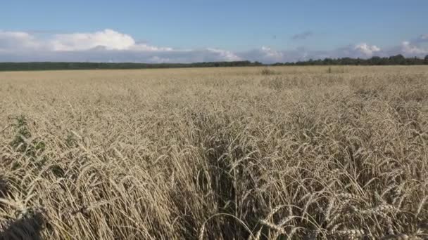 Vent balançant épis mûrs de blé dans le champ par temps ensoleillé 