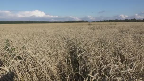 Viento balancea espigas maduras de trigo en el campo en día soleado — Vídeo de stock