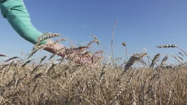 La mano femenina se mueve a través de los tallos de trigo maduro hasta el día soleado — Vídeo de stock