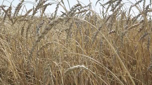 Ветер качается спелые колосья пшеницы в поле в солнечный день — стоковое видео