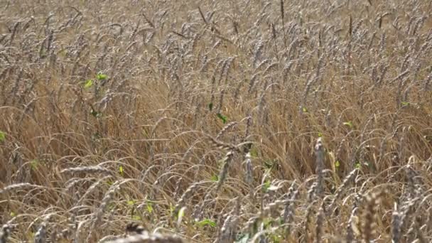 Viento balancea espigas maduras de trigo en el campo en día soleado — Vídeo de stock