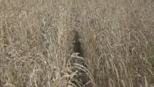 Vento balança espigas maduras de trigo no campo em dia ensolarado — Vídeo de Stock
