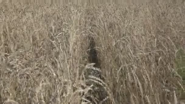 Viento balancea espigas maduras de trigo en el campo en día soleado — Vídeo de stock