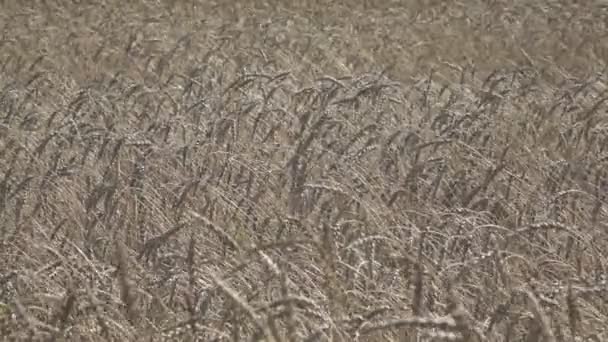 Vento balança espigas maduras de trigo no campo em dia ensolarado — Vídeo de Stock