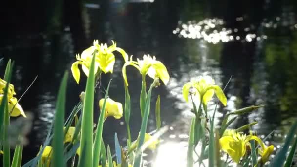 Iris pseudacorus желтый флаг, желтая радужная оболочка, водный флаг, рычаг - вид в роде Iris, семейства Iridaceae — стоковое видео