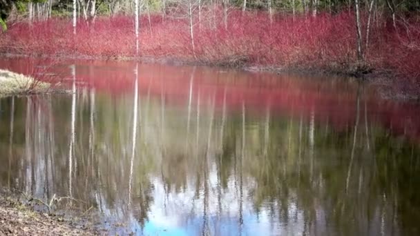 Cornus sanguinea, el cornejo común en la orilla de un estanque a principios de primavera — Vídeos de Stock