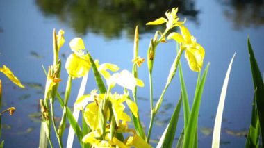 Iris pseudacorus sarı bayrak, sarı iris, su bayrak, kolu olan Iris, cins içinde bir tür aile açan