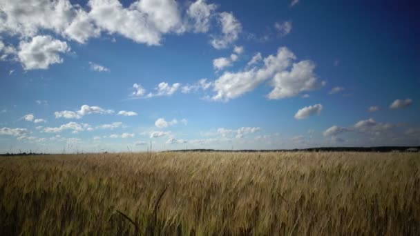 Sommarlandskap, fältet av moget vete och himlen med vita moln i soliga sommardag — Stockvideo