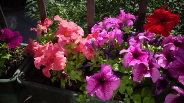 Flowers of Petunia grow in a box on a balcony in sunny day — Stock Video