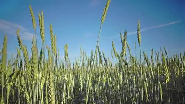 Las espigas de trigo se cierran en un soleado día de verano — Vídeos de Stock