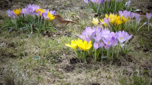 Crocus em uma clareira em dia de primavera ensolarado — Vídeo de Stock