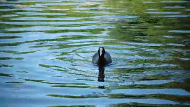 La garganey Spatula querquedula es un pequeño pato salteador que alimenta a un pájaro bebé — Vídeos de Stock