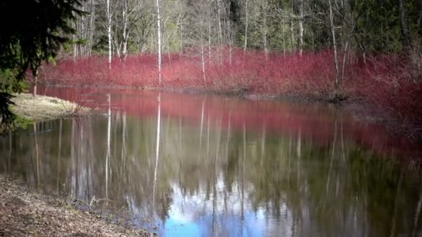 Cornus sanguinea, обыкновенная древесина на берегу пруда ранней весной — стоковое видео