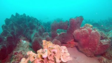 tropikal deniz, Balık ve mercan farklı renk sualtı manzara