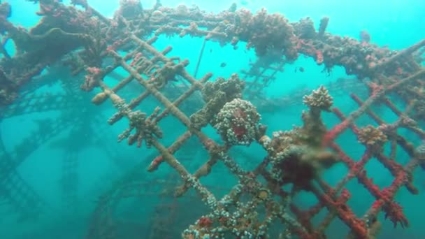 Underwater landscape of the tropical sea, fish and corals of different color — Stock Video