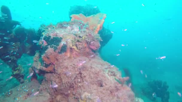 Unterwasserlandschaft des tropischen Meeres, Fische und Korallen in verschiedenen Farben — Stockvideo