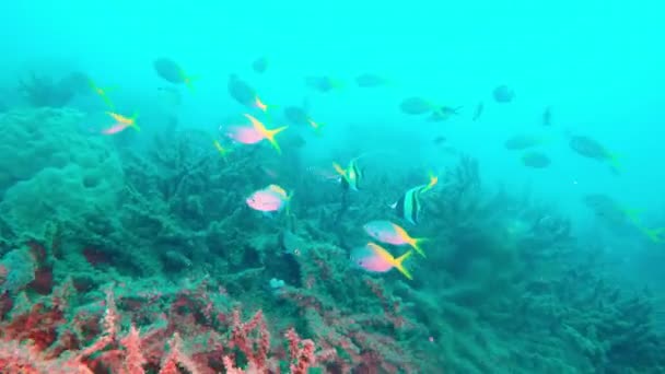 熱帯の海、魚、異なる色のサンゴの水中風景 — ストック動画