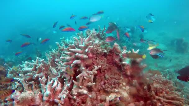 Paesaggio subacqueo del mare tropicale, pesci e coralli di colore diverso — Video Stock