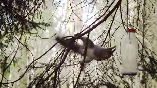 O esquilo na madeira come do cocho de alimentação feito de uma garrafa de plástico — Vídeo de Stock