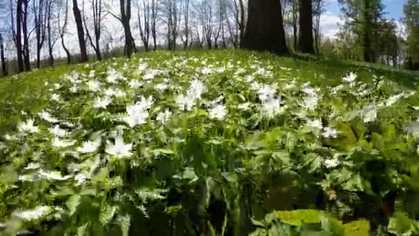 Lesní mýtina s bílými sněhovými kapkami na začátku jara — Stock video