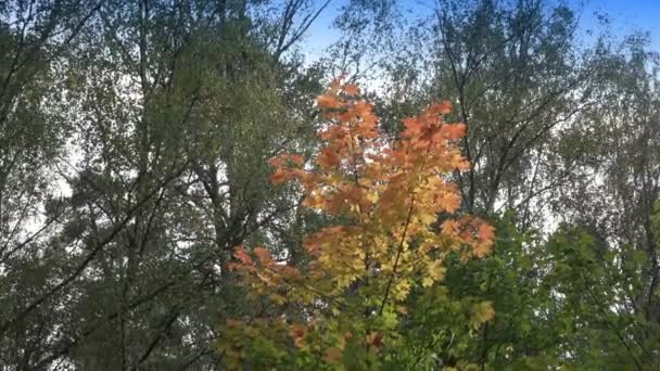Foglie rosse e gialle lucenti di un albero un acero in giorno di autunno soleggiato — Video Stock