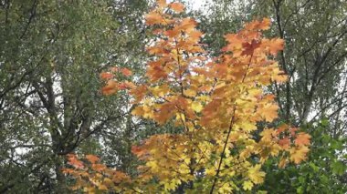 Parlak kırmızı ve sarı sonbahar güneşli bir günde bir akçaağaç ağacı yaprakları