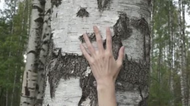Huş ağacı ahşap bir huş ağacı gövde boyunca el taşır
