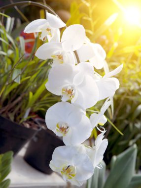Branch of blooming orchid clipart