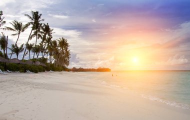 Maldivler. Kumlu plaj, palmiye ve deniz kıyısı